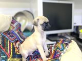 Minyatür Pug Yavrumuz