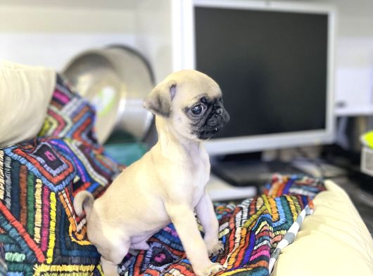 Minyatür Pug Yavrumuz görsel