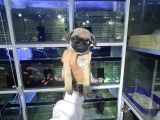Minyatür Pug Yavrumuz