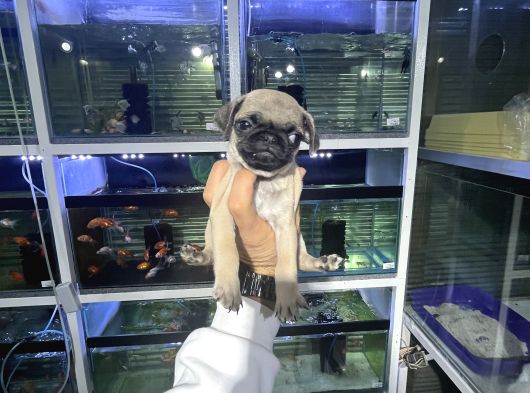 Minyatür Pug Yavrumuz görsel