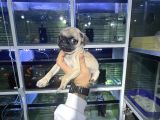 Minyatür Pug Yavrumuz