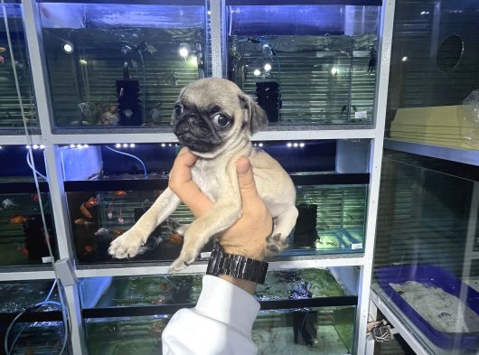 Minyatür Pug Yavrumuz görsel