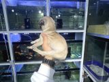 Minyatür Pug Yavrumuz