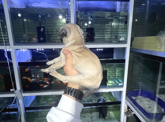 Minyatür Pug Yavrumuz görsel