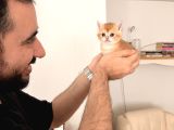British Shorthair Ny12 Goldenlar