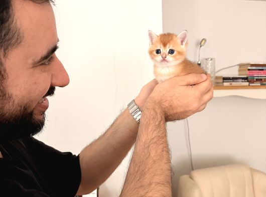 British Shorthair Ny12 Goldenlar görsel