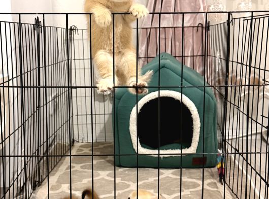 British Shorthair Ny12 Goldenlar görsel