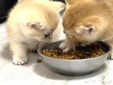 British Shorthair Ny12 Goldenlar