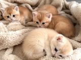British shorthair ny12 goldenlar