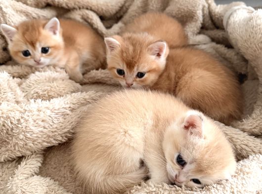 British Shorthair Ny12 Goldenlar