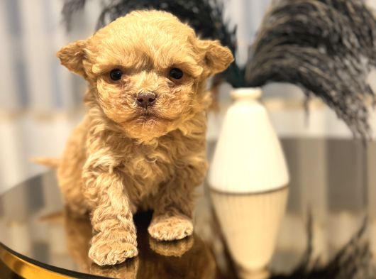 Core Teacup Poodle Bebekler görsel