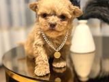 Core toy poodle bebekler