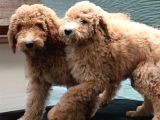 Dev Labradoodle Yavrular