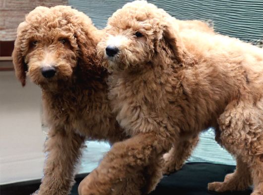 Dev Labradoodle Yavrular görsel