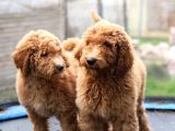 Dev Labradoodle Yavrular
