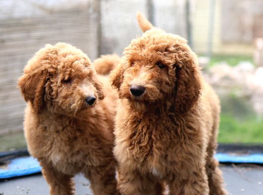 Dev Labradoodle Yavrular görsel
