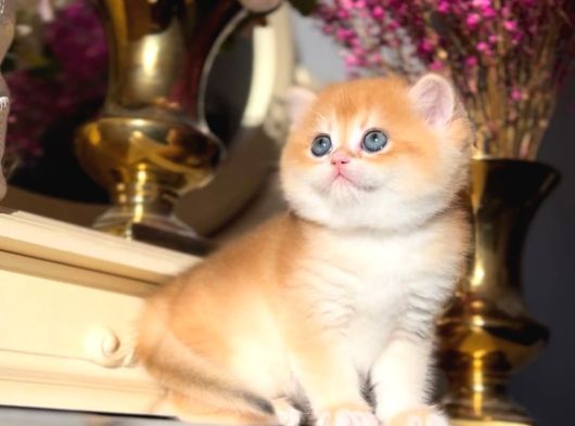 Bal Küpü Golden British Shorthair görsel