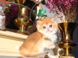 Bal Küpü Golden British Shorthair