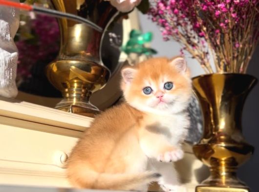 Bal Küpü Golden British Shorthair görsel