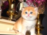 Bal Küpü Golden British Shorthair