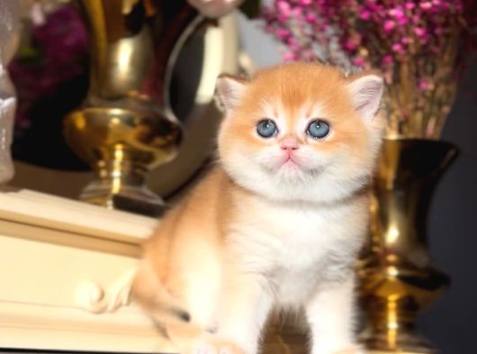 Bal Küpü Golden British Shorthair görsel