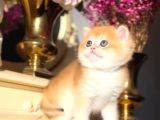 Bal küpü Golden British Shorthair