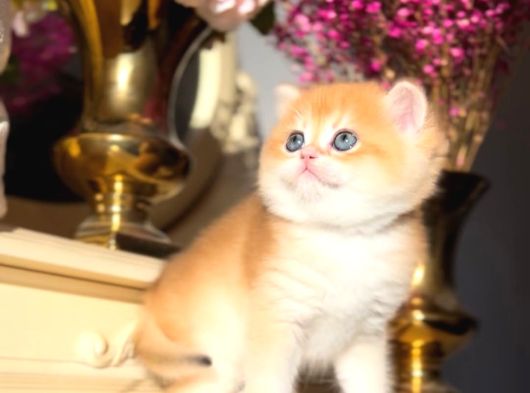 Bal Küpü Golden British Shorthair