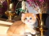 Bal Küpü Golden British Shorthair