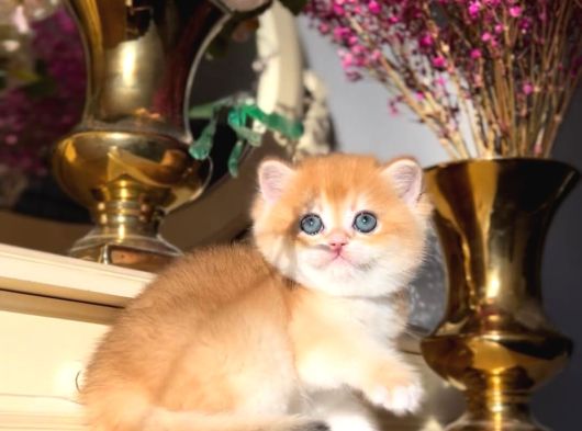 Bal Küpü Golden British Shorthair görsel