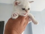 Bembeyaz Cins Güzel British Shorthair Yavrularım