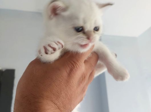 Bembeyaz Cins Güzel British Shorthair Yavrularım görsel