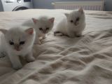 Bembeyaz Cins Güzel British Shorthair Yavrularım