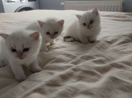 Bembeyaz Cins Güzel British Shorthair Yavrularım görsel