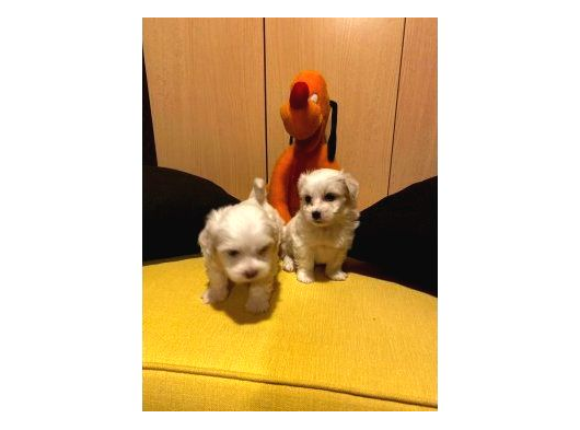 Maltipoo Yavrularımız Uygundur görsel