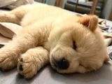 Çin Aslanı Köpek