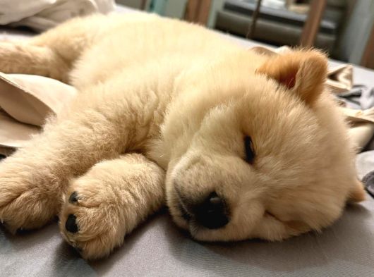 Çin Aslanı Köpek görsel