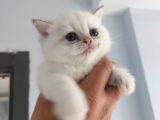 Bembeyaz cins güzel british shorthair yavrularım