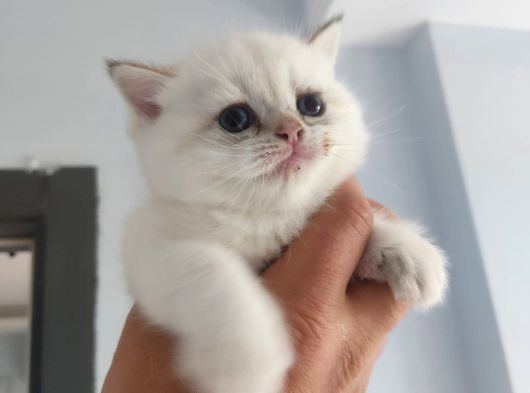 Bembeyaz Cins Güzel British Shorthair Yavrularım