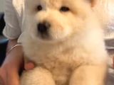 Çin aslanı köpek
