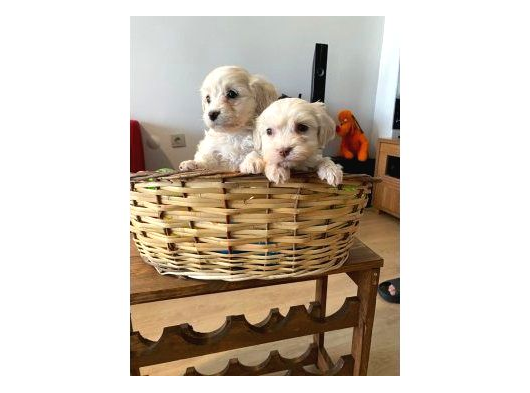Maltipoo Bebeklerimiz görsel