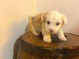 Morkie bebeğim ev doğumu