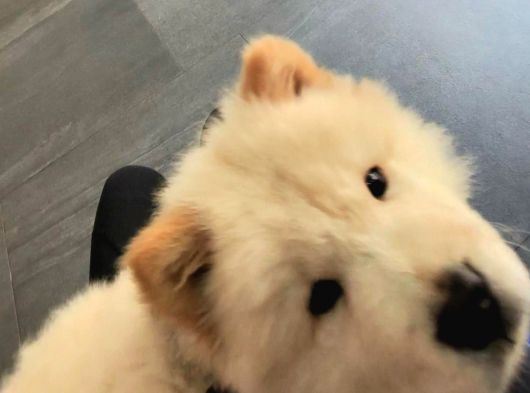 Çin Aslanı Köpek görsel