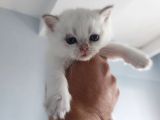 Bembeyaz Cins Güzel British Shorthair Yavrularım