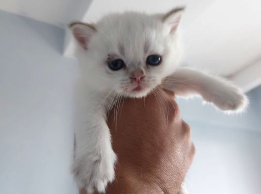 Bembeyaz Cins Güzel British Shorthair Yavrularım görsel