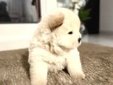 Oyun Hamuru  Chow Chow Yavrularimiz