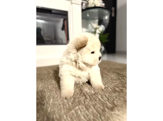 Oyun Hamuru  Chow Chow Yavrularimiz görsel