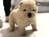 OYUN HAMURU  CHOW CHOW YAVRULARIMIZ