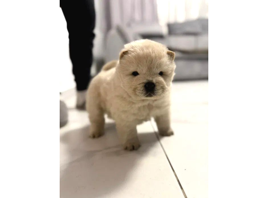 Oyun Hamuru  Chow Chow Yavrularimiz