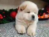 Oyun Hamuru  Chow Chow Yavrularimiz