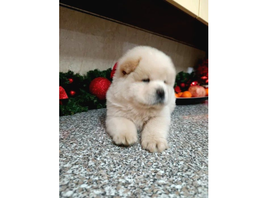 Oyun Hamuru  Chow Chow Yavrularimiz görsel
